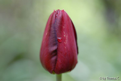 Tulpenstudie 05
