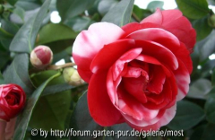 Formosa de young 11feb 13.jpg