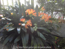 Clivia 2 Palmengarten