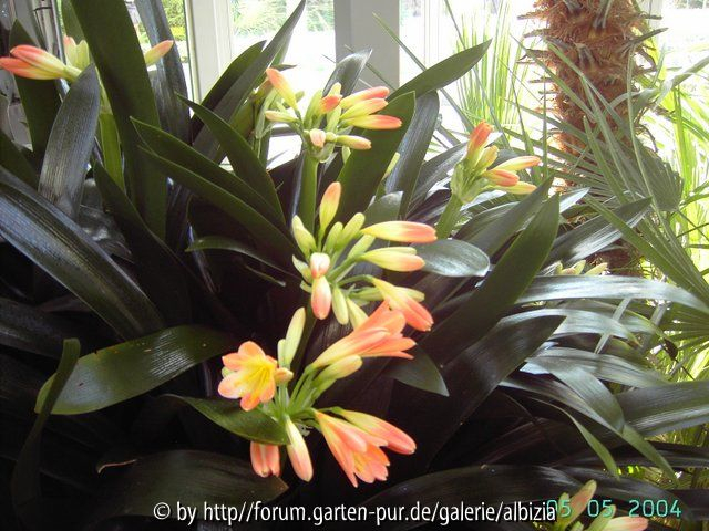 Clivia 3 Palmengarten
