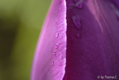 Tulpenstudie 06