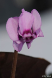 Cyclamen elegans 20130210 (4).jpg