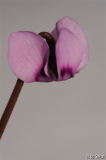 Cyclamen elegans 20130210.jpg