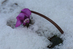 Cyclamen coum 20130210 (1).jpg
