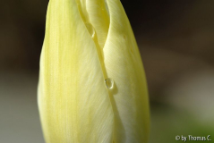 Tulpenstudie 07