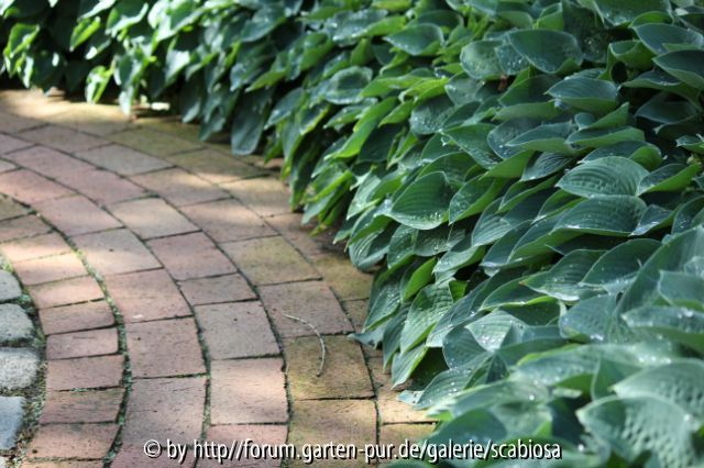 Hosta am Weg