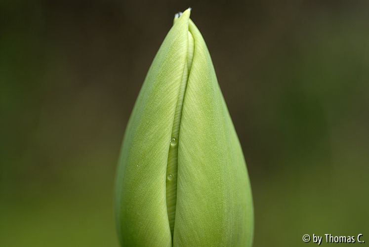 Tulpenstudie 08
