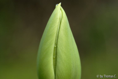 Tulpenstudie 08