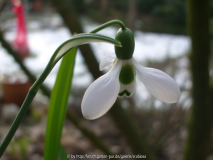 Galanthus 14.02.2013