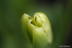 Tulpenstudie 09