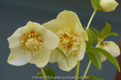 Delabroye hohe gelbe Anemone k.jpg