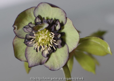 Delabroye Grüne Anemone dunkler Rand k.j