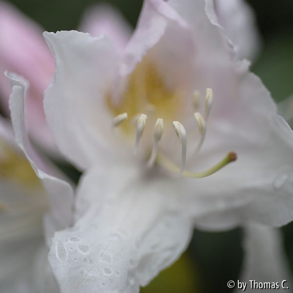 Im Rhododendron-Blütentaumel