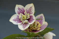 Delabroye Pünktchen Anemone k.jpg