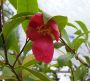 Puniceiflora 16_2.jpg