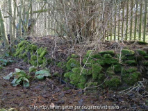Moos und Kolkwitzia amabilis