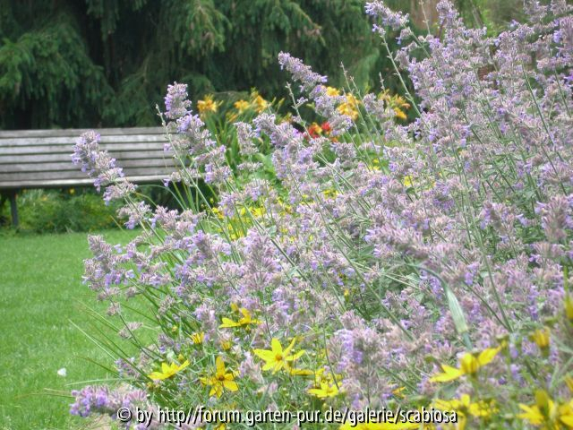 Nepeta und Coreopsis