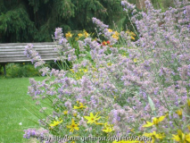 Nepeta und Coreopsis
