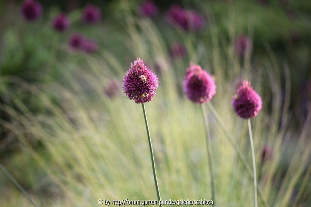 Allium sphaerocephalon