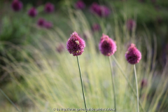 Allium sphaerocephalon