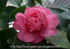 Anemoniflora Rosea 2  Feb 13.jpg