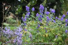 Aconitum wilsonii?