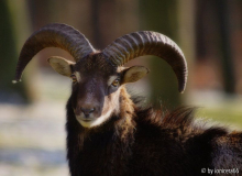 mufflon