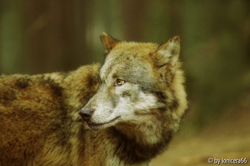 wolf