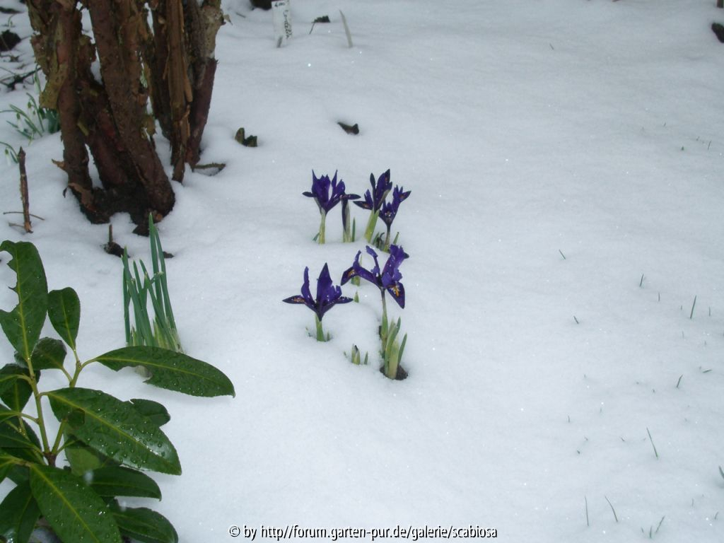24.12.2013 Iris reticulata