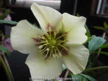 DSC07002a.JPG