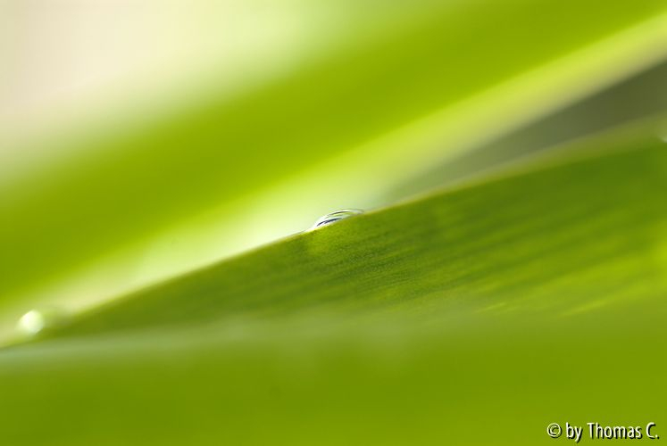 Stille Tropfen 01