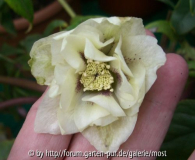 Weisse Helleborus gefüllt feb 13.jpg