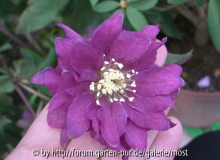 Violette Helleborus feb 13.jpg