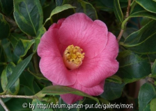 Chinensis Variegata feb 13.jpg