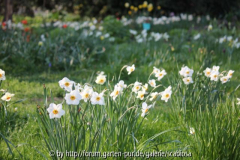 Narcissus poeticus