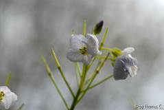 Wiesenschaumkraut in Goya-Stimmung