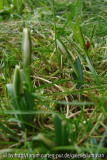 DSC06624.jpg