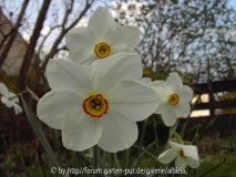Narcissus poeticus 6