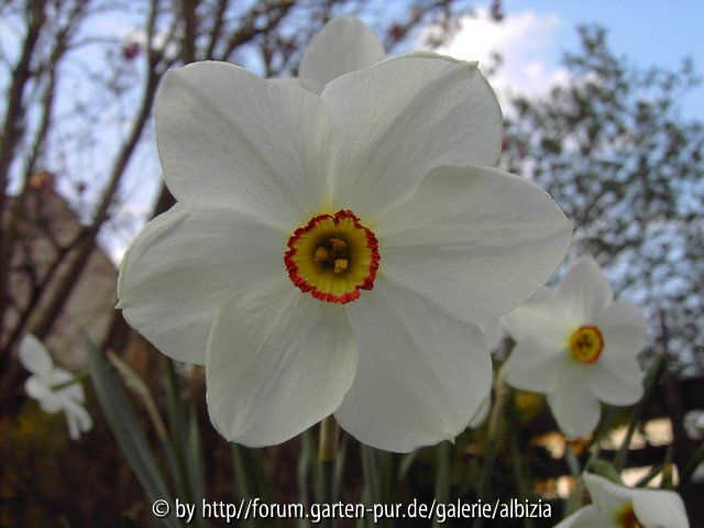 Narcissus poeticus 5