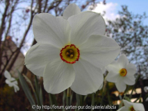 Narcissus poeticus 5