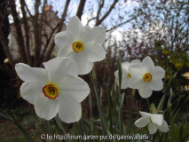 Narcissus poeticus 4