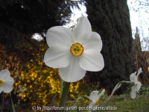 Narcissus poeticus 3