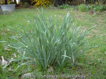 Narcissus poeticus 2