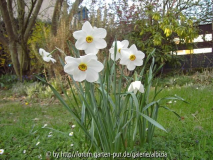 Narcissus poeticus 1