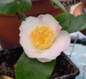 Azoren-Saemling 28_2_.JPG
