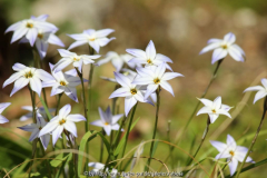 I. uniflorum