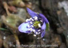 Leberblümchen feb 13.jpg