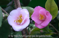 Vergleich Roseafloras.jpg