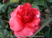 Formosa de Young  3märz 13.jpg