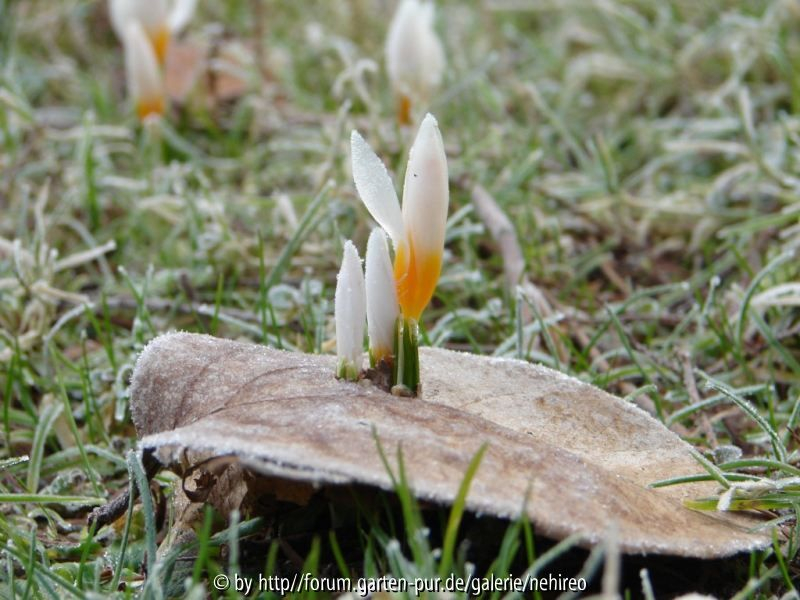 tapferer Krokus